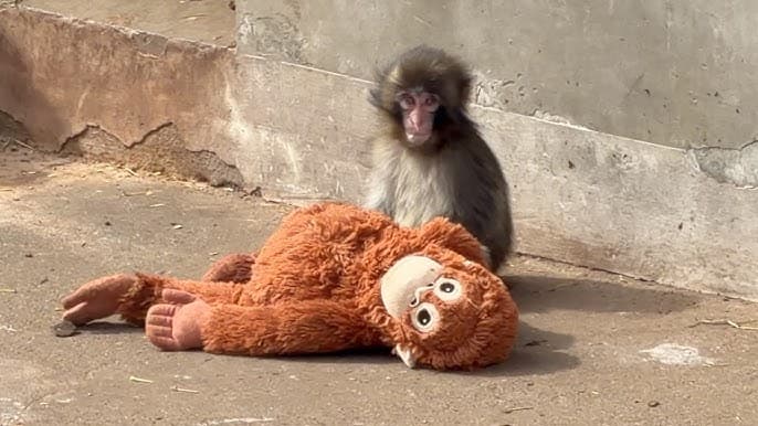 Punch, a baby Japanese macaque, with his comfort toy.
